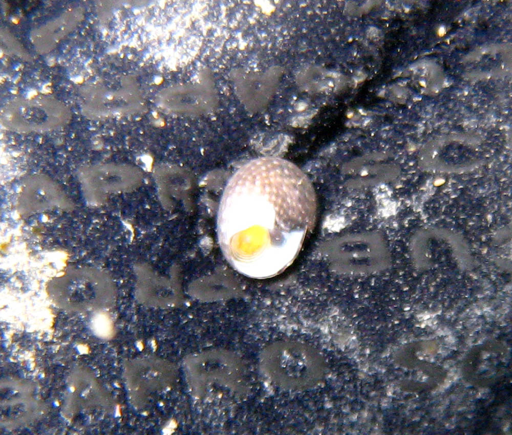 Gibbula adansonii? no, Clanculus jussieui